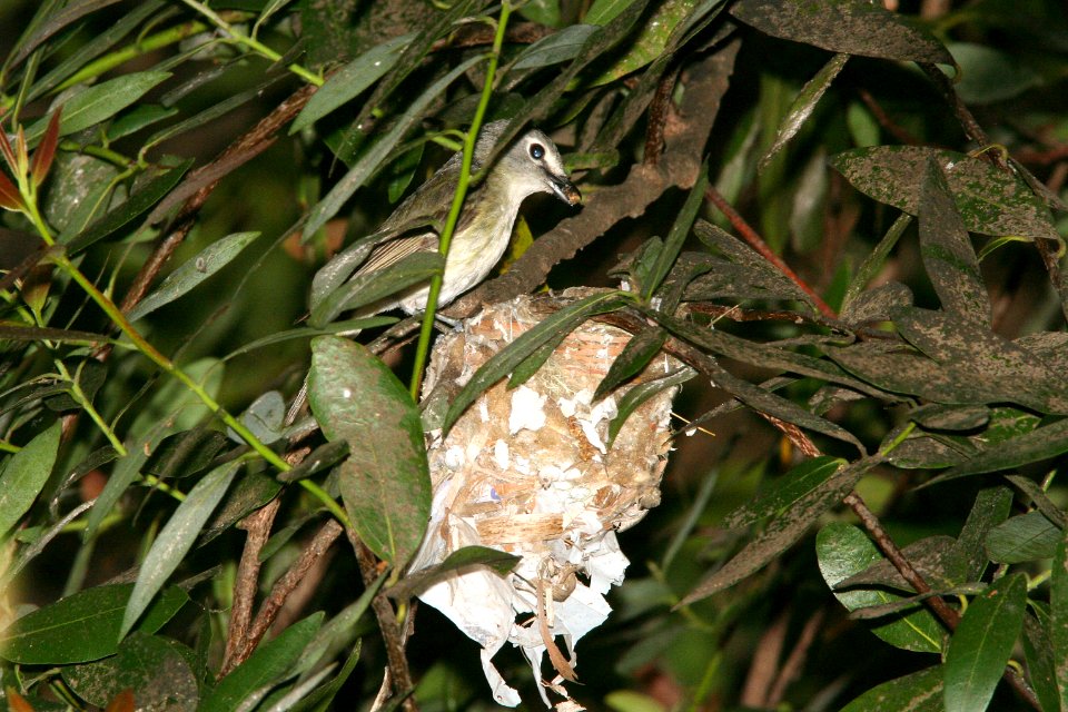 VIREO, CASSIN'S (6-4-09) cerro alto c g road -02