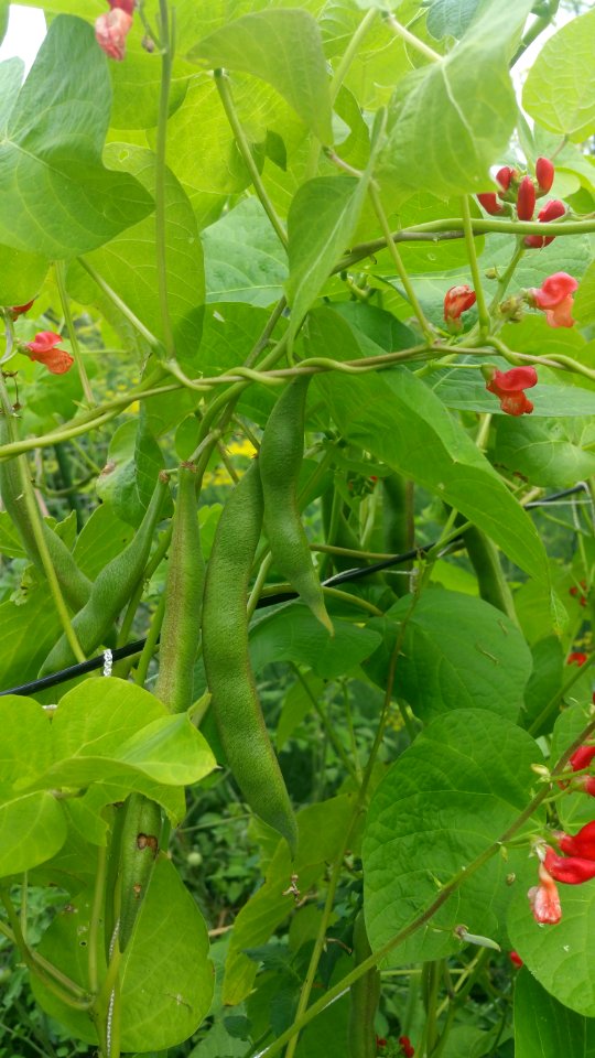 runner beans