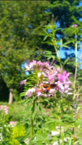 Great golden digger wasps like the Cleome too