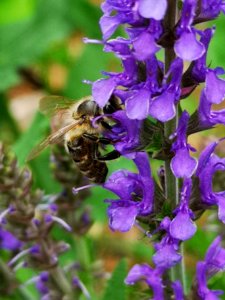 Woodland sage (Salvia nemorosa) and bee photo