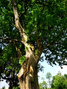 Osage orange (Maclura pomifera)