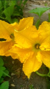 Trombocino squash flowers. The one on the ground has rooted a lot at the nodes but the fruit aren't doing as well as the trellised one.