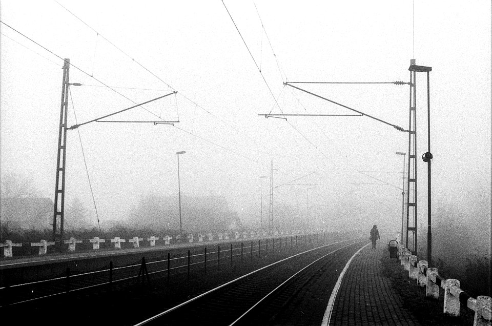 walk in the fog photo