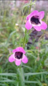 Bees hiding out in the penstemon