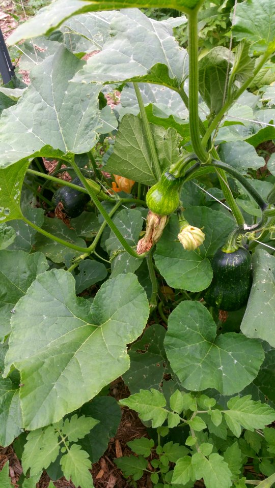 Squash Cucurbita moschata Honeynut