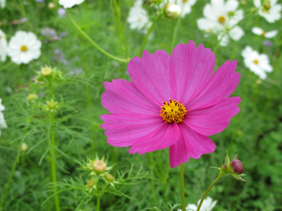 Plant bloom outdoor
