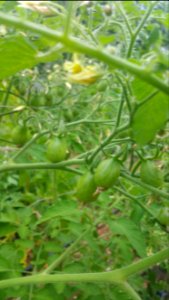 Polen yellow pear tomato
