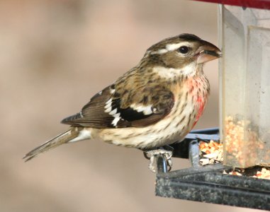 GROSBEAK, ROSE-BREASTED (12-17-08) hatch year male, canet rd -02