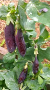 Pisum sativum Desiree Dwarf Blauwschokkers
