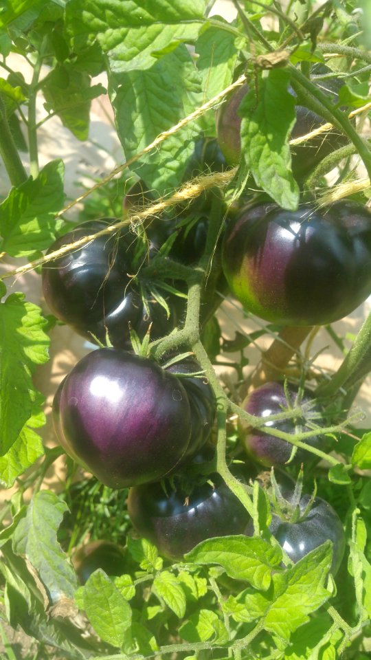 Black Beauty tomatoes with green bottoms still