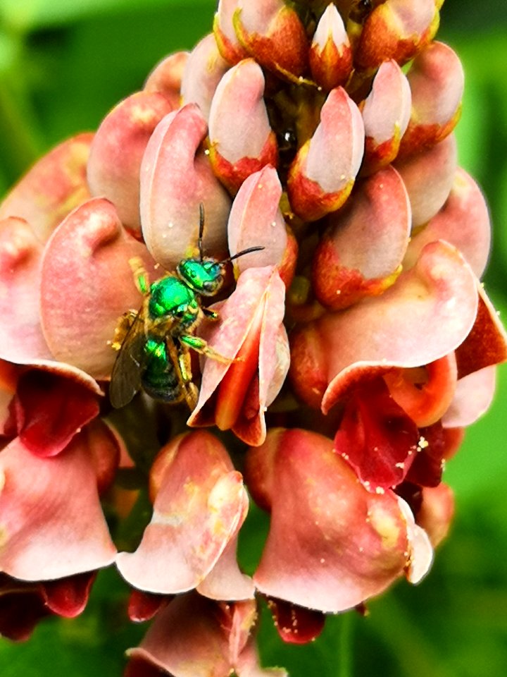 Sweat bee visiting hopniss Apios americana