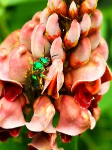Sweat bee visiting hopniss Apios americana
