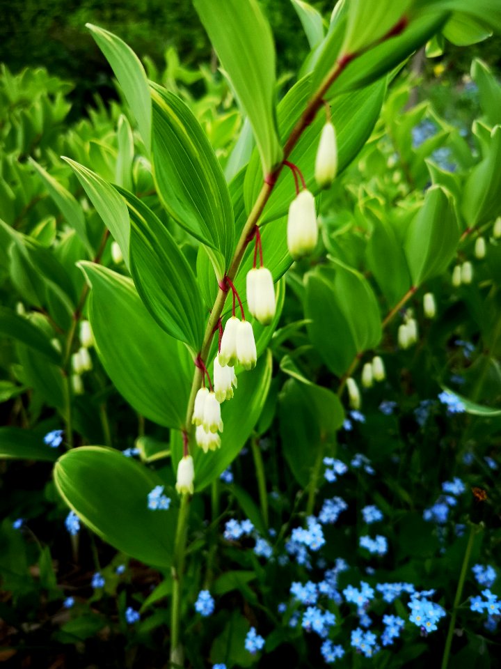 Solomon's seal and forget me nots