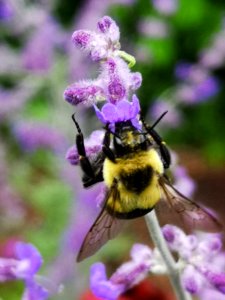 Bumblebee visiting Russian sage (Perovskia)