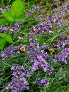 Bumblebees visiting lavender flowers (Lavandula)