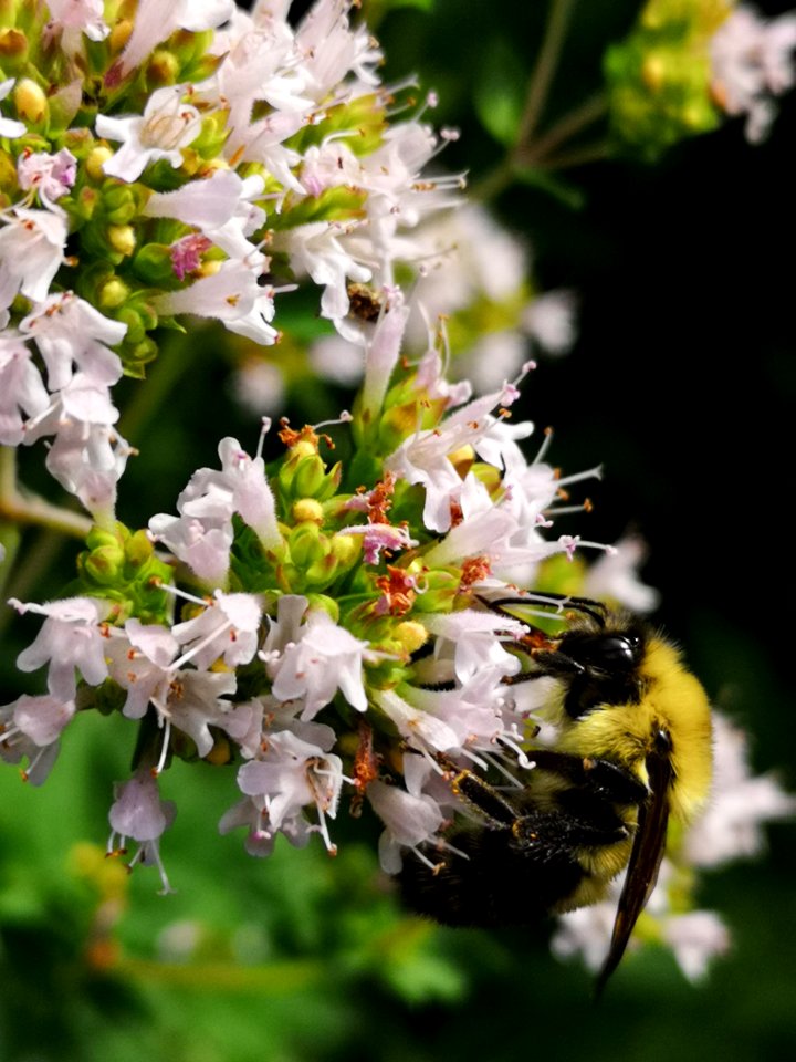 Bumblebee (Bombus sp.) visiting oregano (Origanum vulgare) flowers