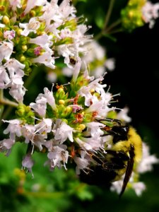 Bumblebee (Bombus sp.) visiting oregano (Origanum vulgare) flowers photo
