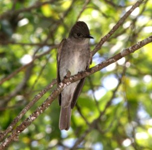 PEWEE, WESTERN WOOD (6-9-09) cerro alto cg road -01