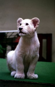 white lion cub photo