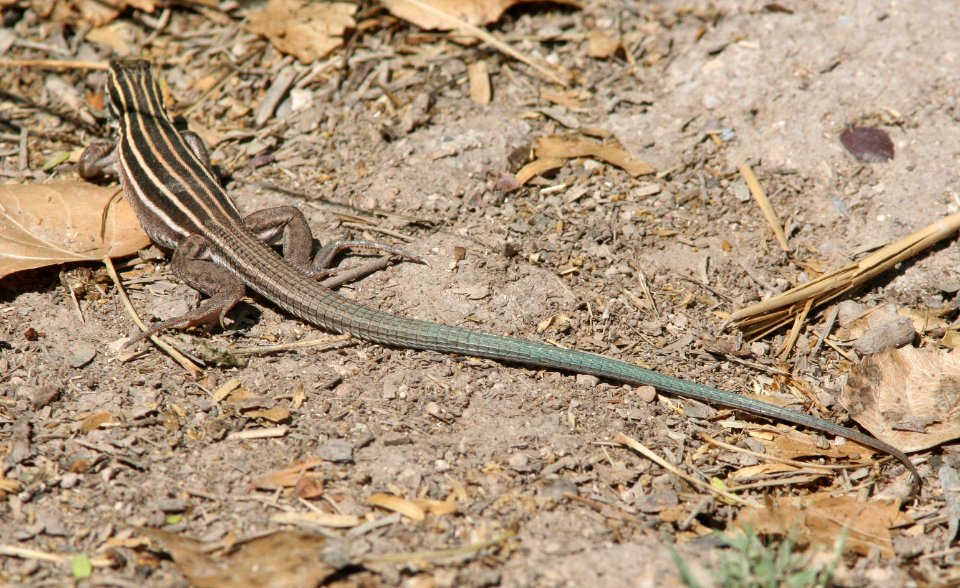WHIPTAIL, DESERT GRASSLAND (Aspidoscelis uniparens) (6-20-09) cave creek, chiricahua mts, cochise co, az -04
