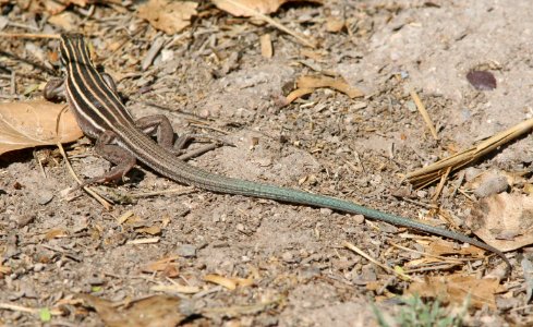 WHIPTAIL, DESERT GRASSLAND (Aspidoscelis uniparens) (6-20-09) cave creek, chiricahua mts, cochise co, az -04