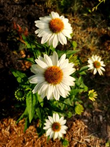 Powwow white echinacea