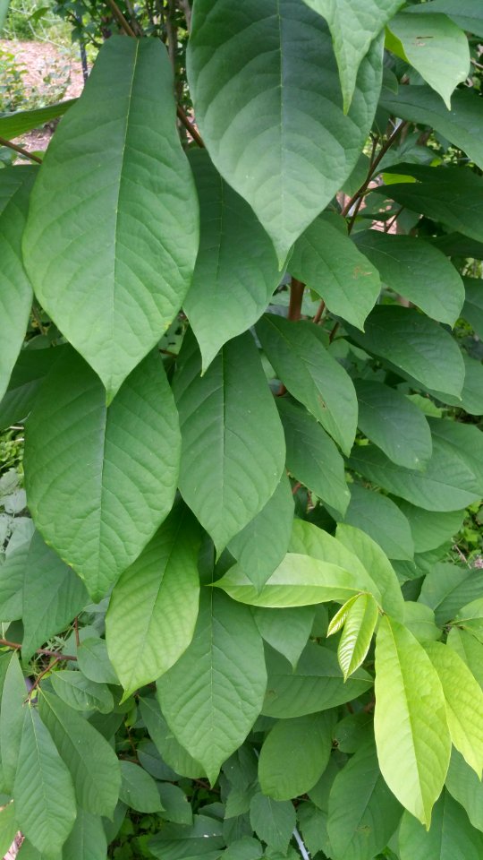 Pawpaw (Asimina triloba)