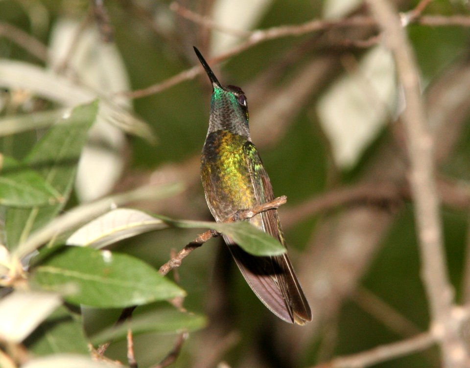 HUMMINGBIRD, MAGNIFICENT (6-17-09) madera cyn, az -02