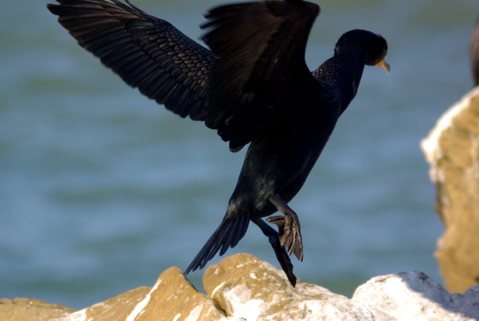 CORMORANT, DOUBLE-CRESTED (3-24-09) piedras blancas -11