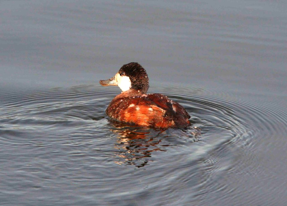 DUCK, RUDDY (2-27-09) oso flaco -03
