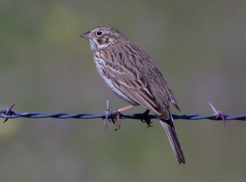 SPARROW, VESPER (4-1-09) carrizo -01