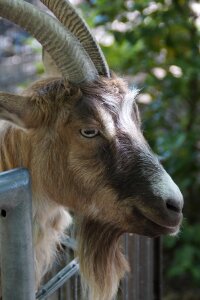 Domestic goat farm zoo