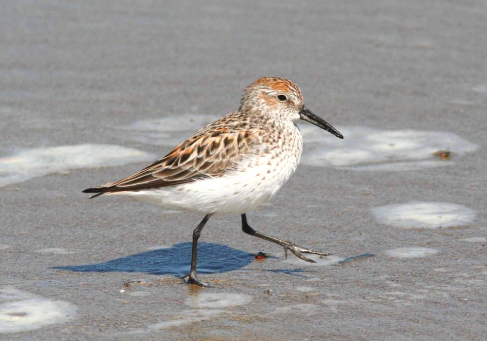 SANDPIPER, WESTERN (4-19-09) strand -02