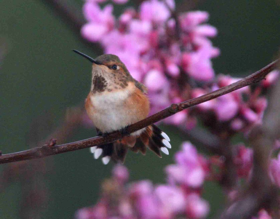 HUMMINGBIRD, selasphorus sp (3-20-09) canet rd -03