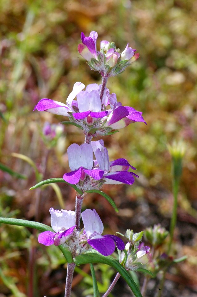 09-040 CHINESE HOUSES (collinsia heterophylla)