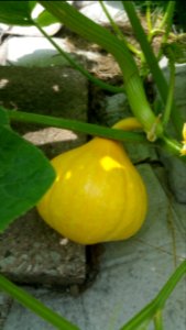 Cucurbita maxima