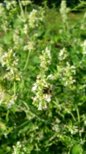 Catnip is one of the top bee plants in my garden