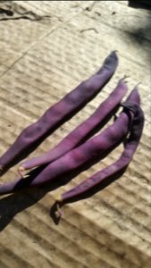 Kew Blue beans