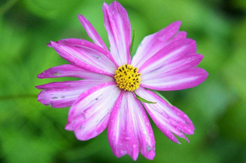 Nature spring summer