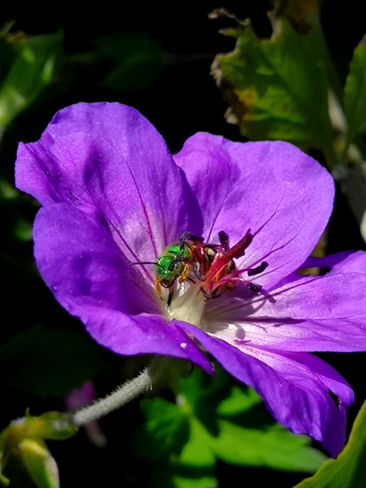 Sweat bee and Geranium