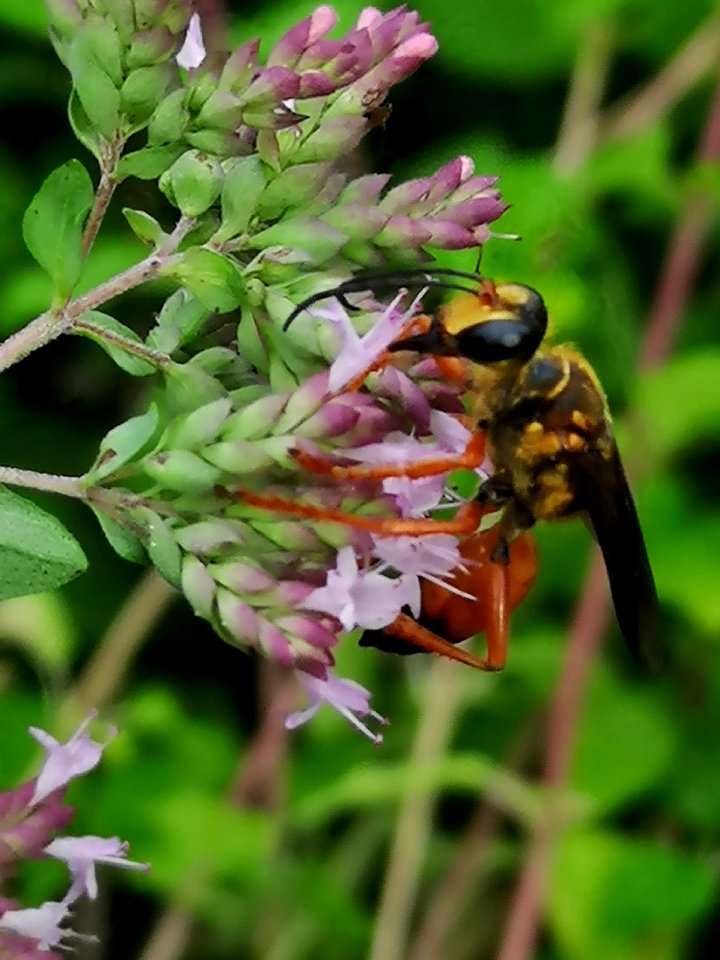 Great golden sand digger wasp (Sphex ichneumoneus) visiting oregano (Origanum vulgare)