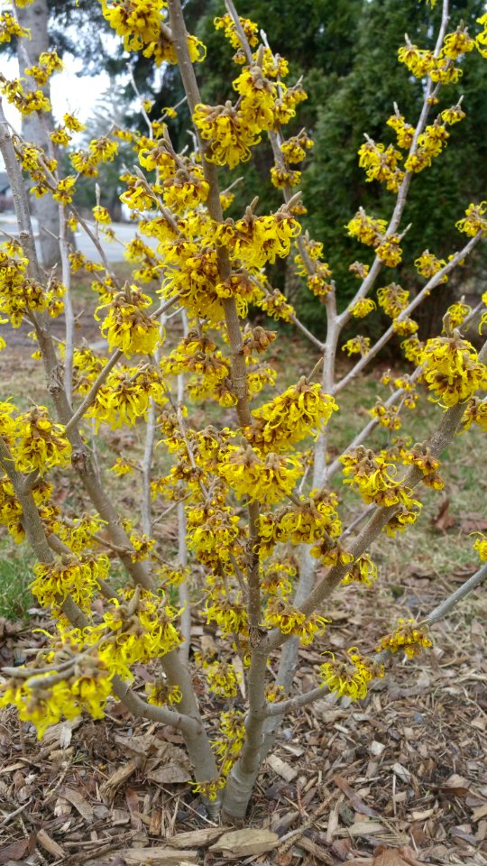 My witch hazel is much earlier to bloom than my forsythia, and the flowers have a pleasant fragrance