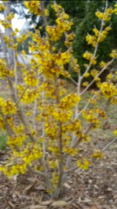 My witch hazel is much earlier to bloom than my forsythia, and the flowers have a pleasant fragrance photo