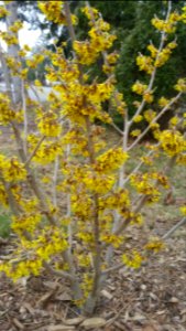 My witch hazel is much earlier to bloom than my forsythia, and the flowers have a pleasant fragrance