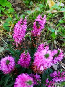 Bee with Veronica Aspire