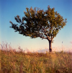 lone tree photo