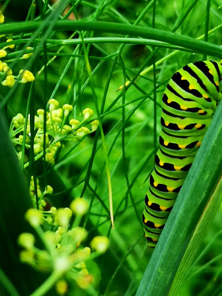 Black swallowtail butterfly caterpillar on fennel (Foeniculum vulgare) host plant