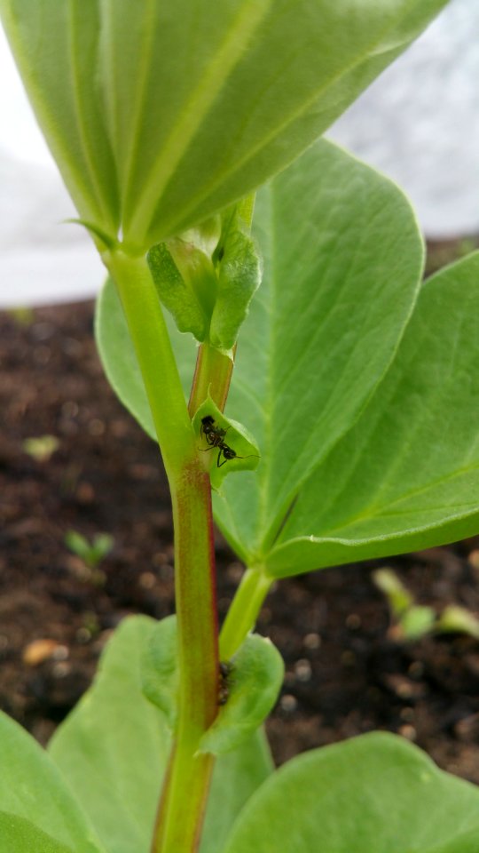 Ants are visiting the extrafloral nectaries on the fava beans