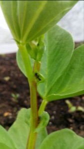 Ants are visiting the extrafloral nectaries on the fava beans