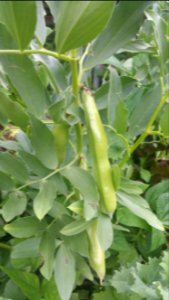 Aprovecho Select fava beans